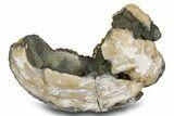 Fossil Clam (Mercenaria) w/ Fluorescent Calcite - Rucks' Pit, FL #299957-1